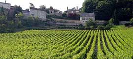 Wijngaarden bij Sancerre Wijngaarden bij Sancerre