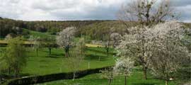 Limburg - landschap met heuvels en bossen
