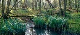 Noord Brabant - de Biesbosch Noord Brabant - de Biesbosch